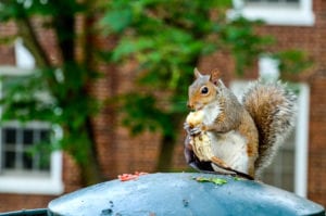 Practice good squirrel control by sealing and securing your garabage
