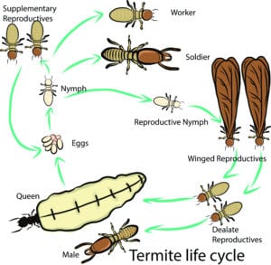The life cycle of a termite starts in the early spring season