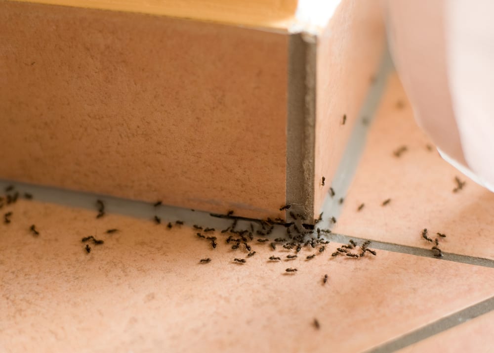 Ant infestation in home