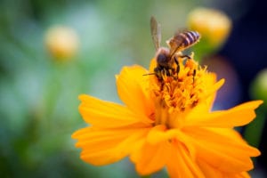 bumblebee pollinating flower in a bee friendly garden