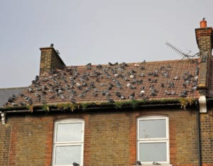 bird infestation on roof of house 