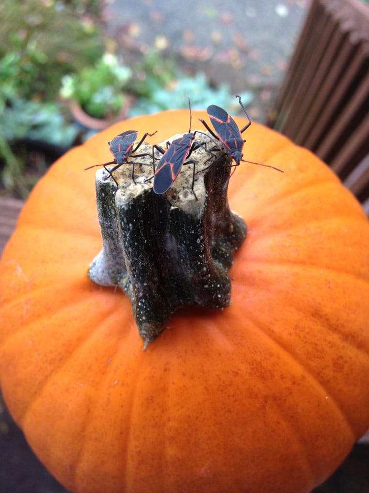 Squash bugs infesting a pumpkin