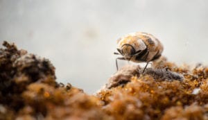 carpet beetle infesting the carpet of a home 