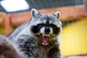 Growling raccoon