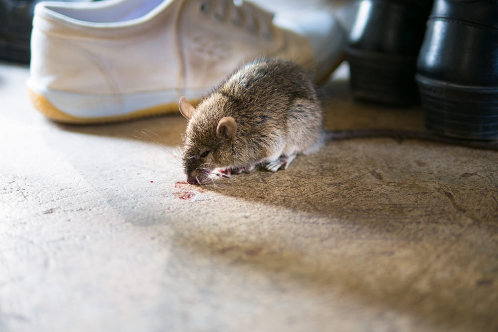 Mouse in someones home