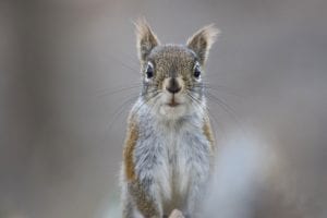 Grey squirrel