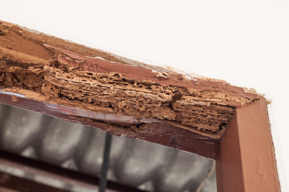 Wooden doorway with termite damage