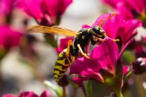A wasp on a pink flower