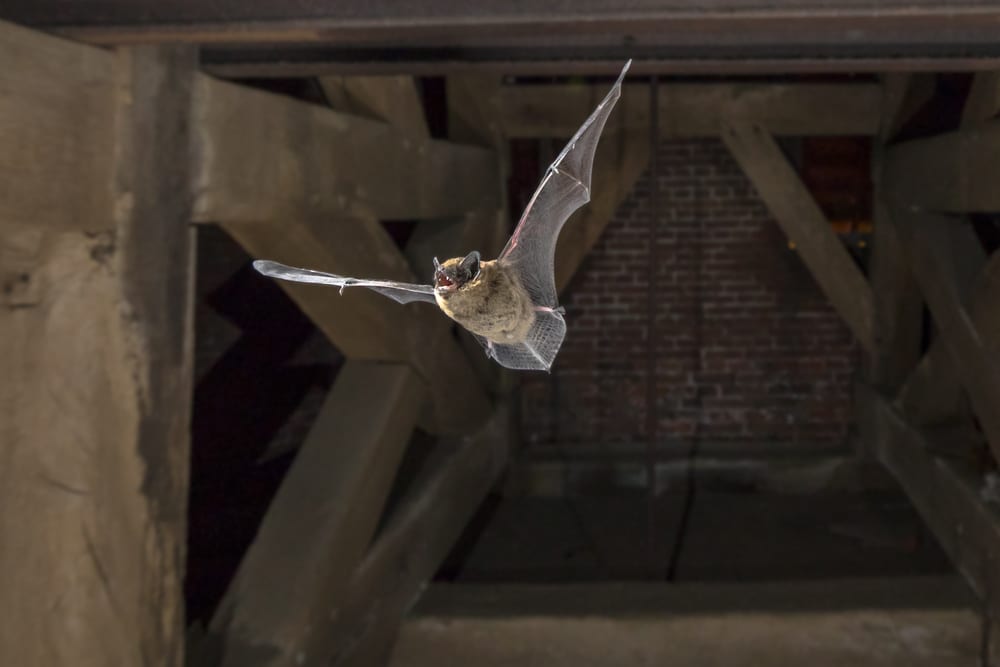 Bat flying in attic