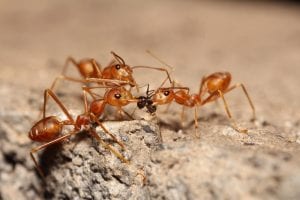 Fire ants in a backyard