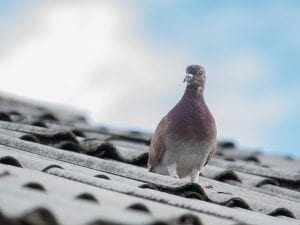 Pigeon on a roof