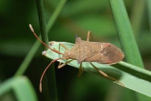 Stinkbug infesting a New Jersey backyard