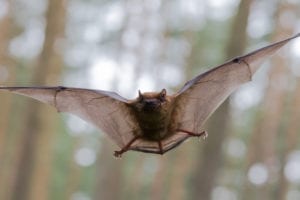 bat flying in a forest