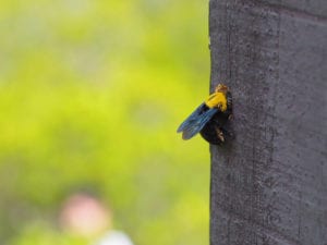 carpenter bee carving into wood