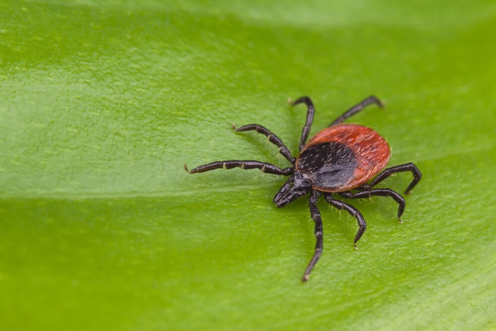 NJ Tick Season: Why Warmer Weather Means More Ticks