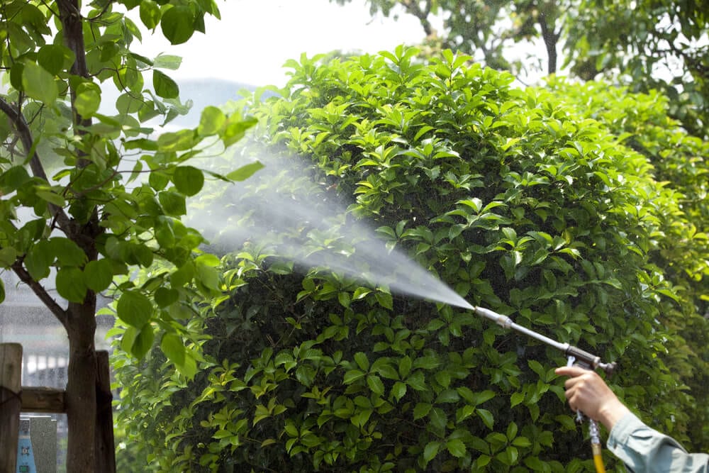 pest control spraying in the yard