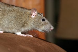 mouse on a brown surface