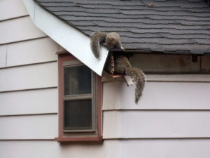 squirells entering attic from hole outside