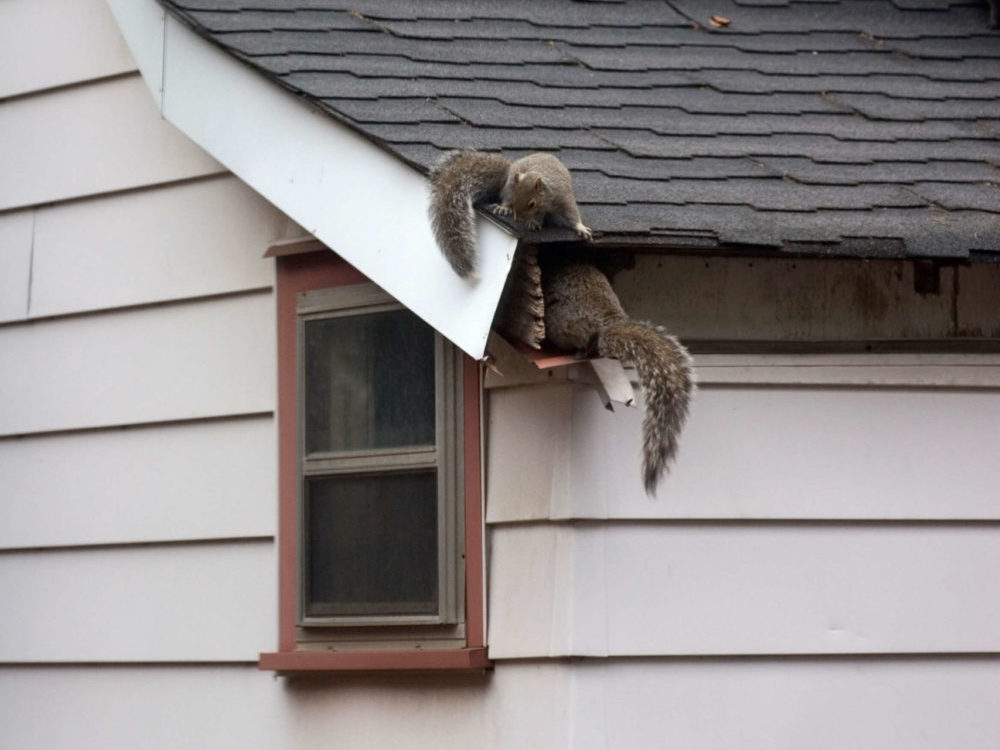 How to Get Rid of That Pesky Squirrel in the Attic - Pest Control Services