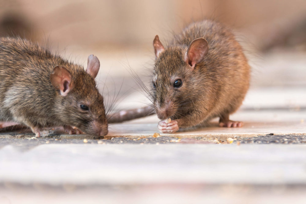 Do These DIY Methods Keep Rats Away? - Animal Remover