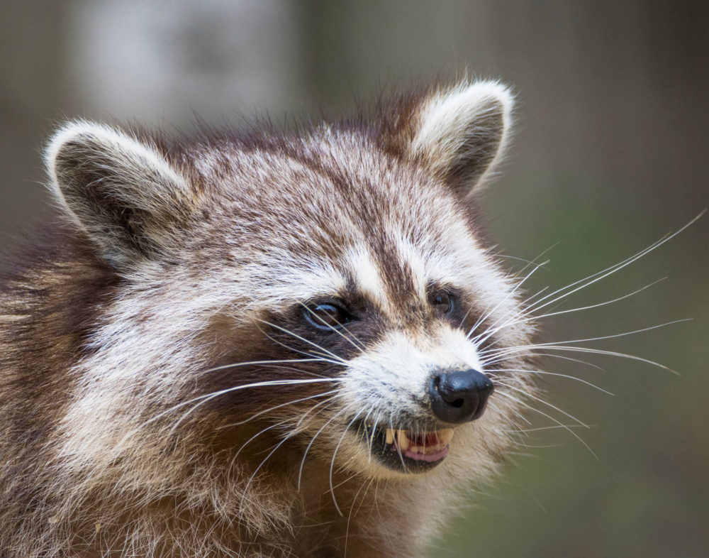 raccoon showing teeth