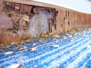 Termite Damage To Wood Panel House