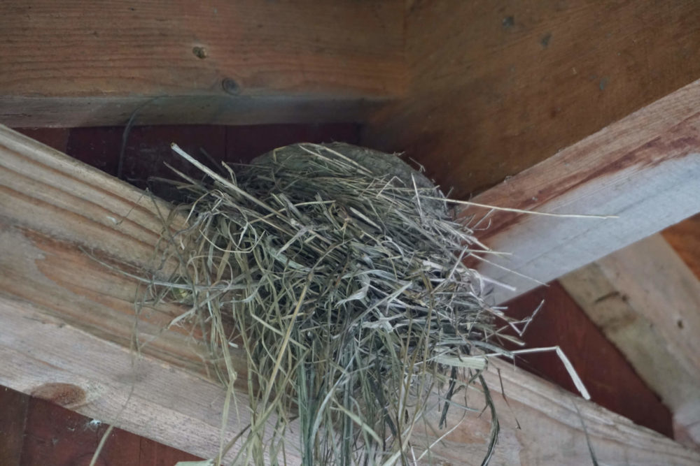 bird nest resting in a wooden house