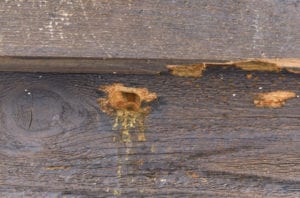 carpenter bee hole nest in wood