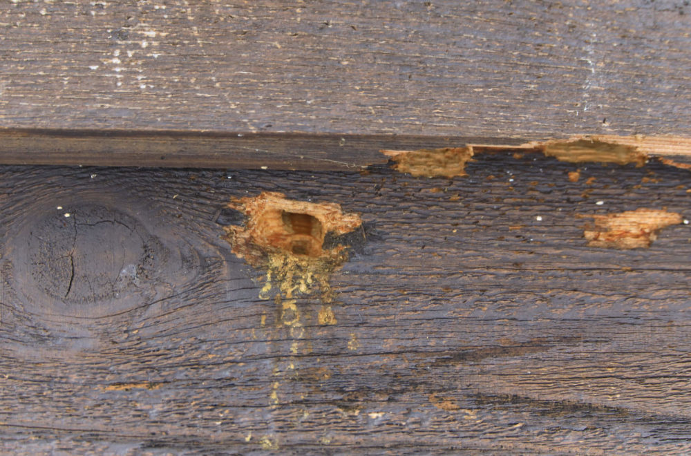 carpenter bee hole nest in wood