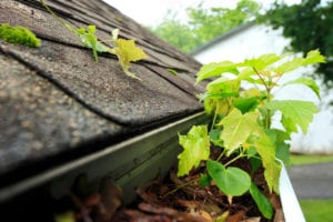 dirt and weeds in a gutter