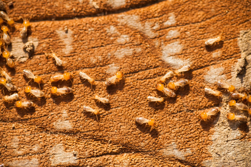 dozens of termites on wood