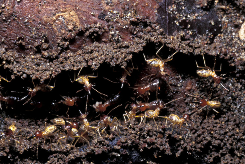 ants in bed