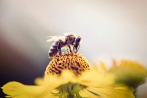 bee on yellow flower