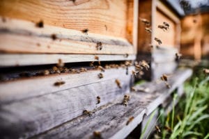 swarm of bees on wood house