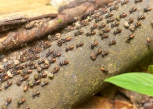 termites swarming a fallen tree