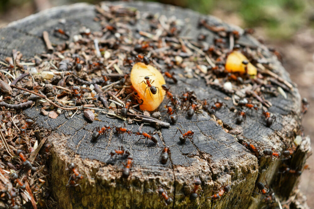 ants on a tree stump
