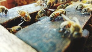 bees on wood planks