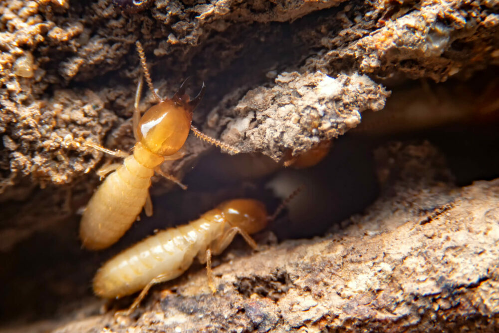 two termites on a wooden background