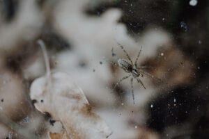 spider in web during winter season