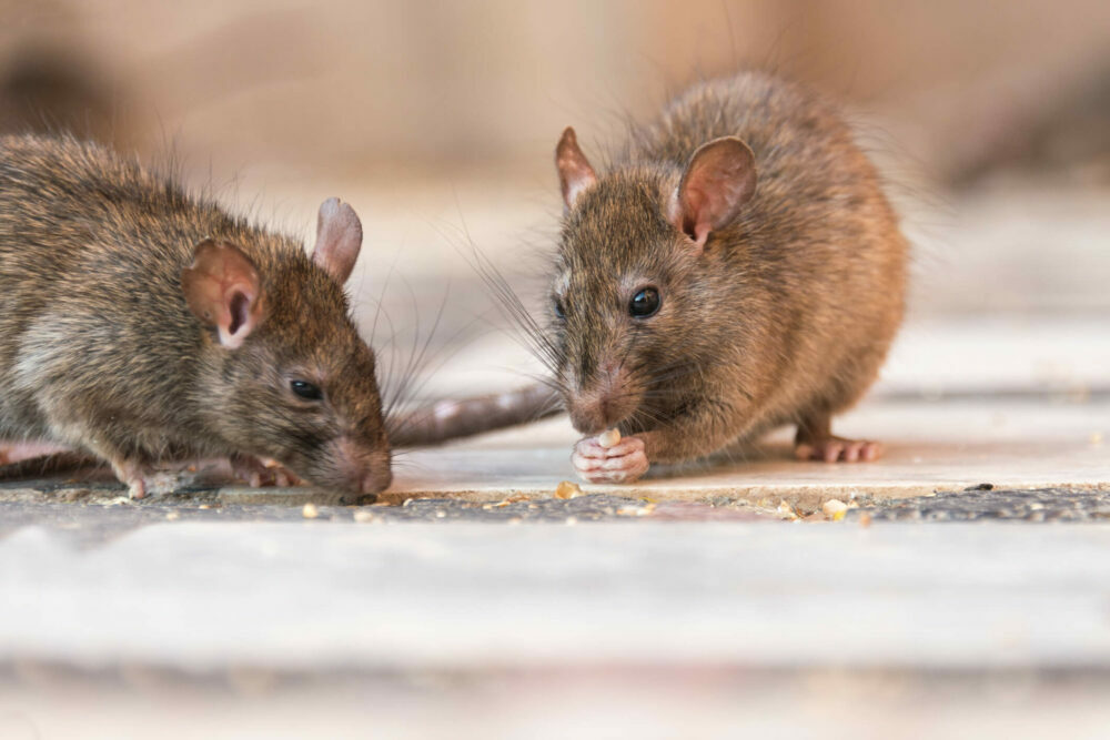 mice on floor eating crumbs