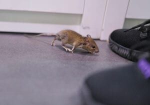 small mice in home near sneakers