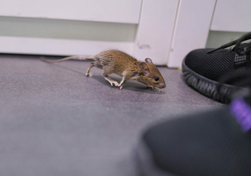 How to Get Rid of Mice in Your Apartment