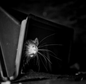 black and white picture of mouse sticking its head out of a wall