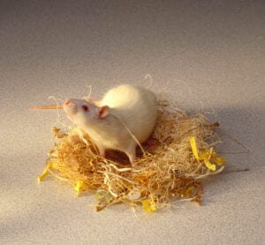 white mouse in rat nest made of paper scraps and other nesting materials