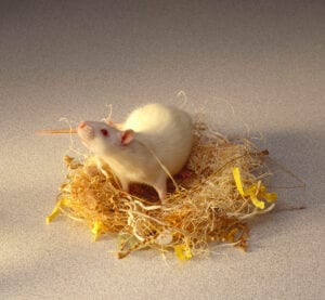  souris blanche dans un nid de rats fait de bouts de papier et d'autres matériaux de nidification 