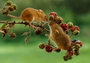 zoomed up shot of two mice eating off a raspberry leaf tree