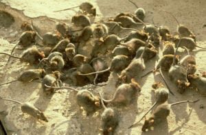 black rats, rattus rattus, plague, india