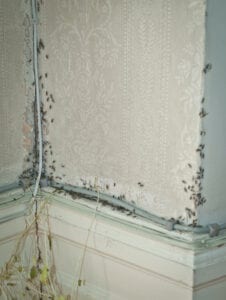 Ant-infested room
