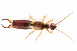 Isolated earwig