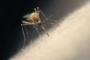 Close up of Mosquito biting someone